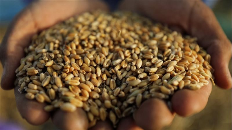 واردات مصر من القمح