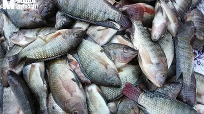 أسعار الأسمك اليوم الخميس 10 يوليو 2025