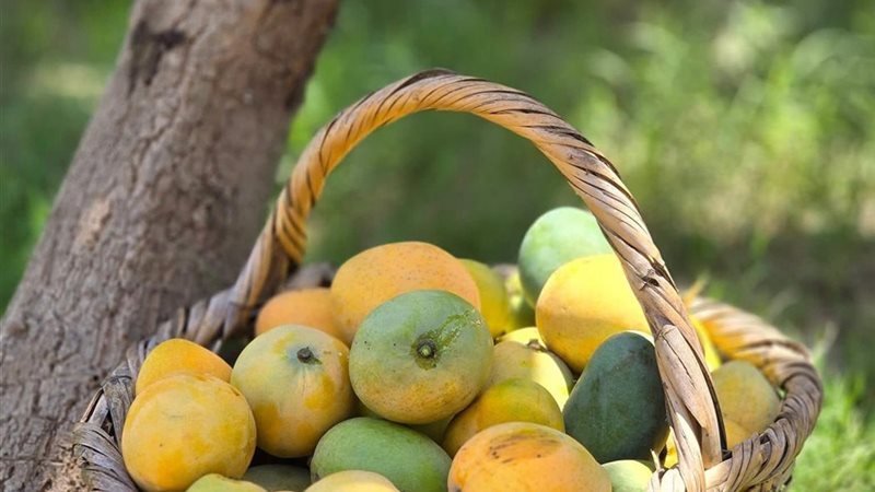 أسعار الفاكهة في
