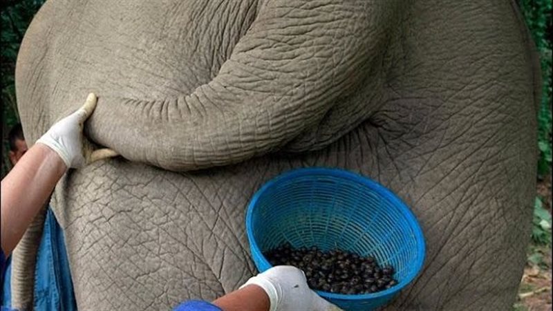 قهوة روث الفيل وبصقالقرد،