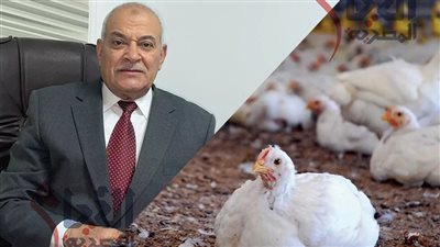 المتوقع في أسعار الدواجن الأيام المقبلة ارتفاع أم انخفاض؟ شعبة الدواجن تجيب