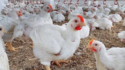 توقعات أسعار الفراخ البيضاء في الأيام القادمة، شعبة الدواجن تكشف مفاجأة (فيديو)
