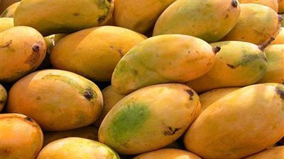 بـ 15 جنيها، أسعار المانجو اليوم في سوق العبور