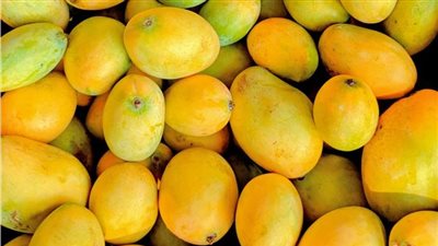 من 15 إلى 100 جنيه للكيلو، أسعار المانجو اليوم في سوق العبور 