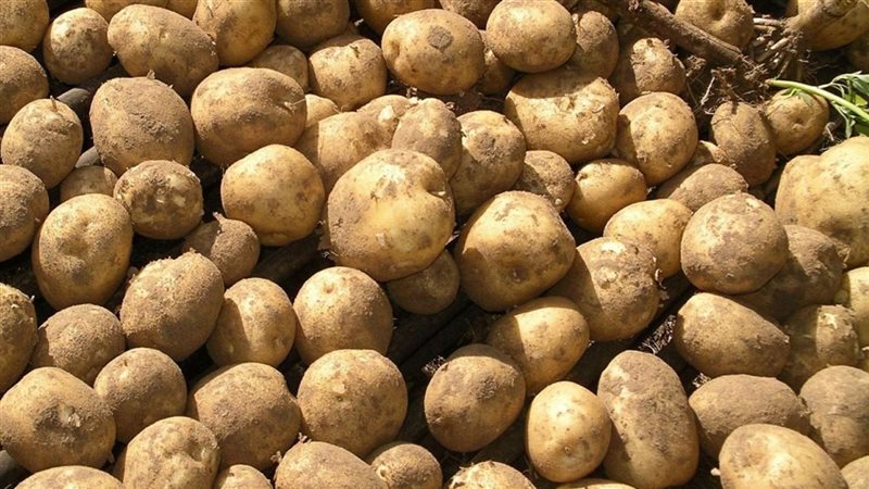ارتفاع أسعار البطاطس