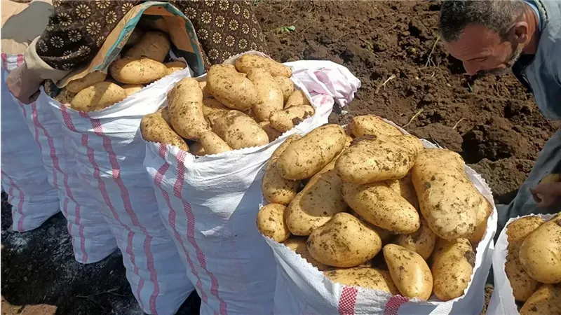 أسعار البطاطس في