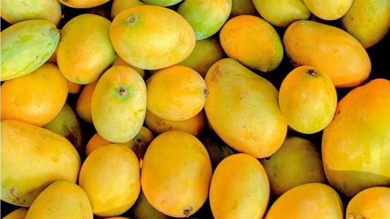 أسعار المانجو اليوم