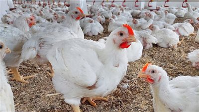 أسعار الفراخ البيضاء اليوم الجمعة 1-8-2025، اعرف بكام علشان ما يتضحكش عليك