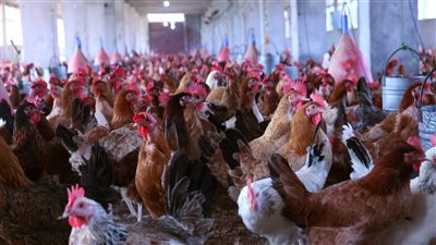 الكيلو بـ 100 جنيه لحد البيت، خطة لتوريد الدواجن بأسعار الجملة (خاص)