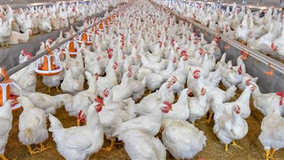 أسعار الفراخ البيضاء اليوم السبت 2 أغسطس 2025، اعرف بكام قبل ماتشتري