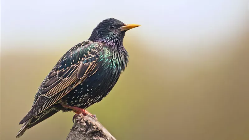 طائر الزرزور الأوروبي