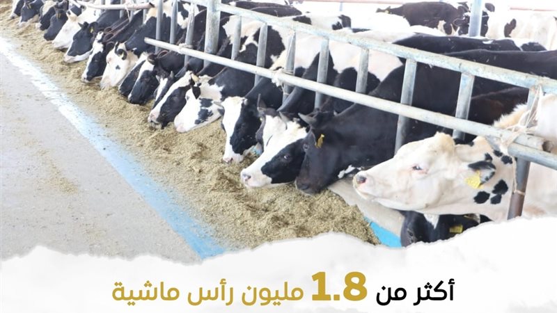 الحملة القومية للتحصين