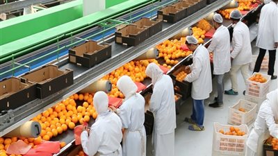 8 أسواق جديدة للبرتقال والبطاطس والفراولة، والبصل والثوم يشهدان رواجًا تصديريًا