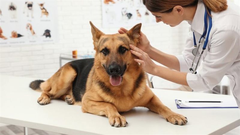 تنسيق كلية الطب البيطري