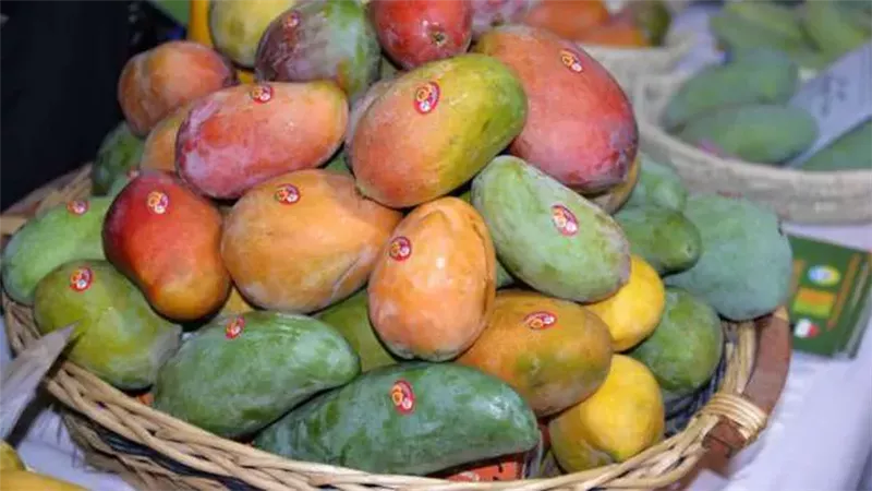 المانجو المصرية