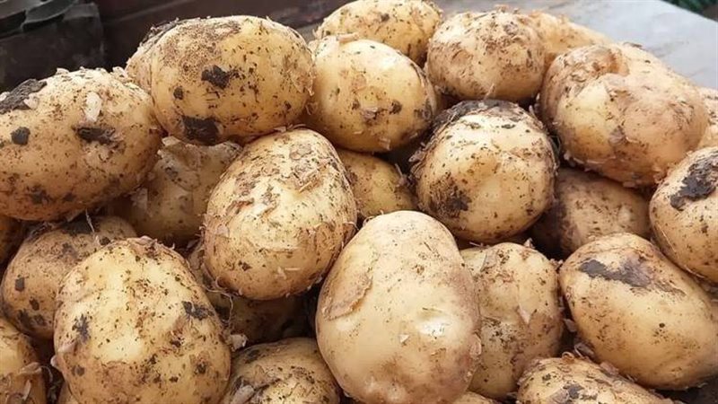 أسعار البطاطس اليوم