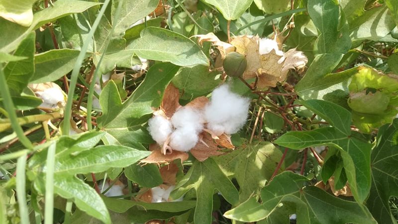 نجاح زراعة القطن