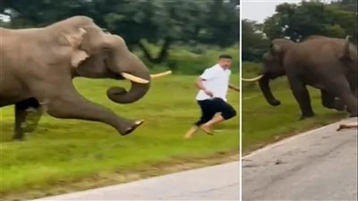 فيل يدهس سائحًا بعد محاولته التقاط صورة سيلفي معه