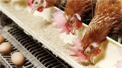 كيلو الفراخ بكام النهاردة؟، إليك أسعار الدواجن والبيض اليوم السبت بالأسواق