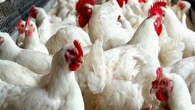 أسعار الفراخ البيضاء اليوم السبت 23 أغسطس 2025، اعرف بكام قبل ماتشتري