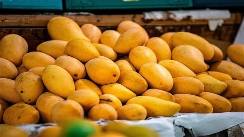 أسعار المانجو 2025