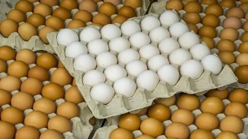 أسعار البيض اليوم