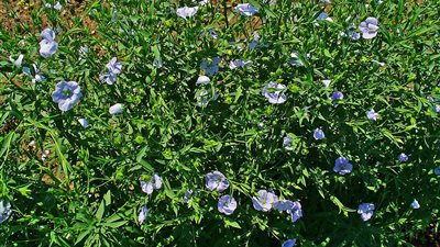 الذهب الأخضر في مصر، كيف تعيد صناعة الكتان تشكيل مستقبل التنمية؟