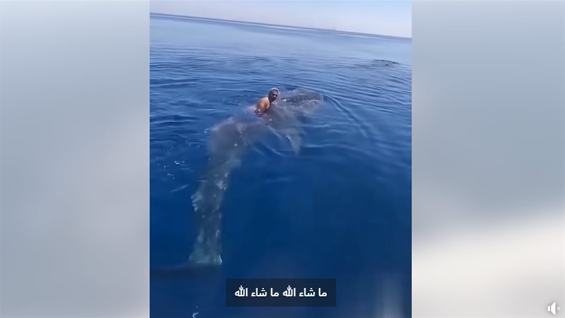 عمرك ركبت سمكة قرش