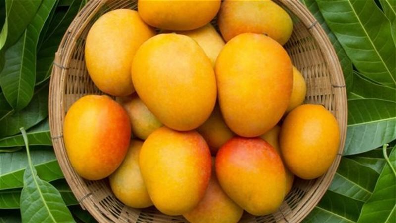 تفسير رؤية المانجو