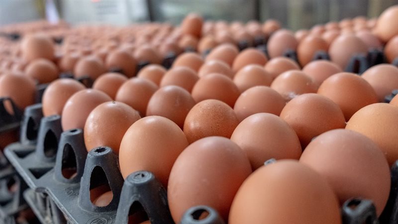 اسعار طبق البيض في
