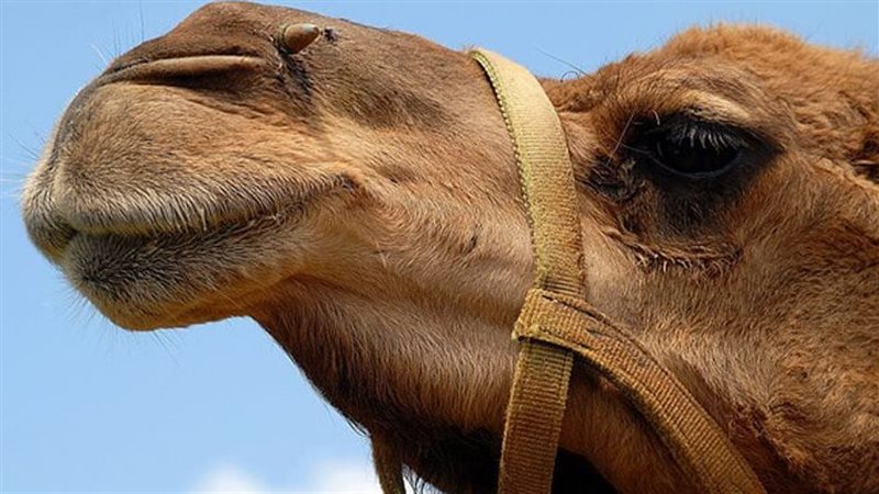 تفسير حلم الجمل..