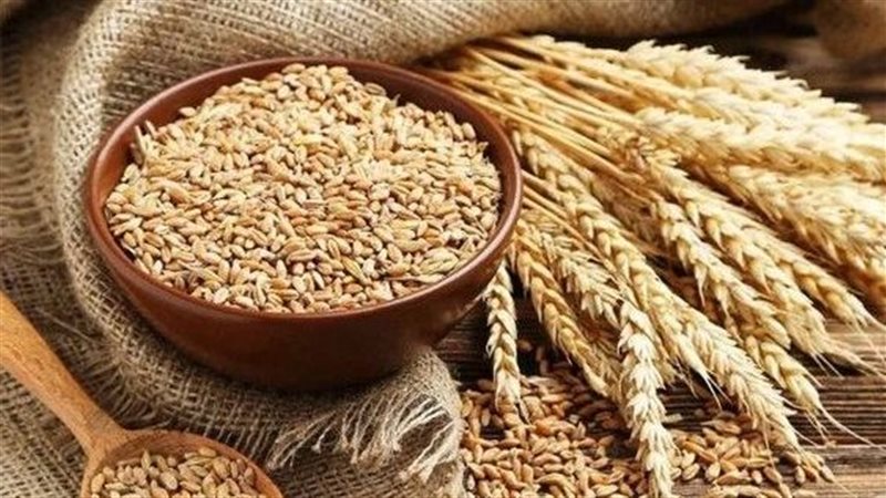 تفسير حلم حصاد القمح