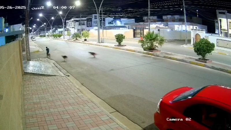 كلاب تهاجم طفل