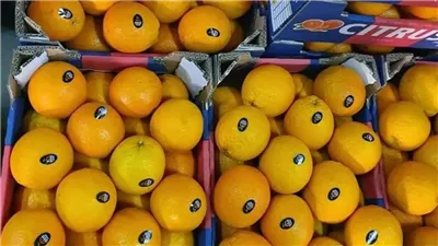 من أرض مصر إلى مائدة العالم، الموالح تتصدر القائمة بـ1.9 مليون طن 