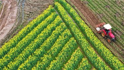 إنجازات الأمن الغذائي، إنتاج الحبوب يرتفع والصوامع تتضاعف واكتفاء ذاتي من السكر (فيديو)