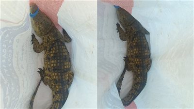 ضبط تمساح حي بشاطئ أبو تلات بالإسكندرية، أول تعليق من وزارة البيئة