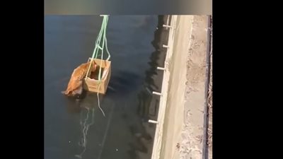 الطيبون يجعلون العالم مكانًا أفضل، شاهد بالفيديو طريقة إنقاذ قطة من الغرق