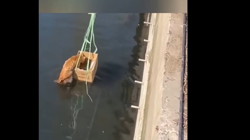 طريقة إنقاذ قطة من