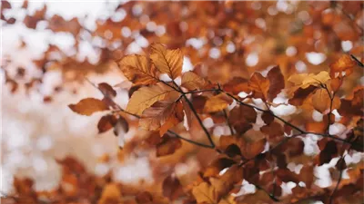 متى يبدأ فصل الخريف ويتساوي الليل والنهار، معهد البحوث الفلكية يكشف 