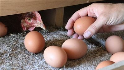 سبب ارتفاع أسعار البيض رغم تراجع الفراخ، اتحاد منتجي الدواجن يكشف السر