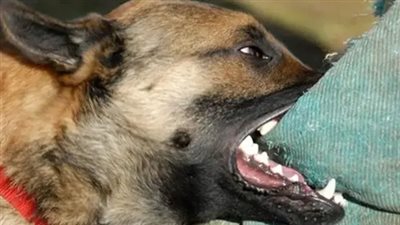 كلب مسعور يثير الزعر في العمرانية بالجيزة، وإجراء عاجل من الطب البيطري 