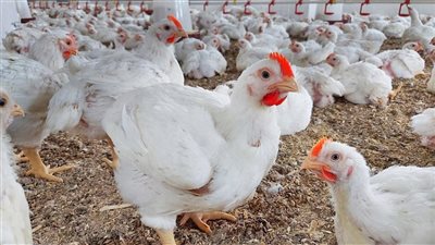 توقعات أسعار الدواجن الفترة المقبلة 2026 مع عودة المدارس، نائب الشعبة يفجر مفاجأة