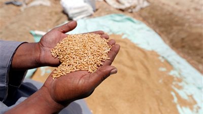 قرار جديد لوزارة التموين بشأن توريد القمح المحلي