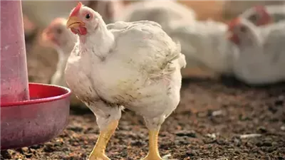 أسعار الفراخ البيضاء اليوم السبت في الأسواق الشعبية وتوقعات الأيام القادمة