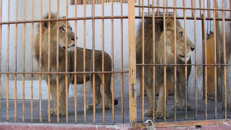 التحفظ علي مدرب الأسود
