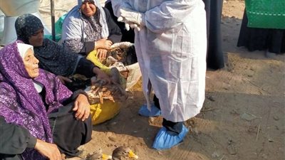 الزراعة: تحصين أكثر من 768 ألف طائر وسوهاج تتصدر المحافظات (صور)