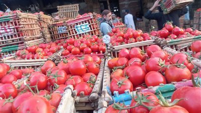 أسباب ارتفاع سعر الطماطم 2025، نقيب الفلاحين يكشف سر وصول الكيلو لـ30 جنيهًا|خاص