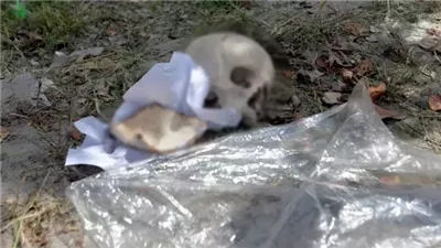 جمجمة بشرية تثير الذعر بمقلب قمامة بفيصل والأمن يكشف التفاصيل 