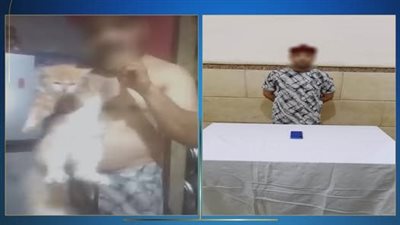 القبض على صاحب فيديو الوصفة المزعومة لعلاج السكري من القط الشيرازي