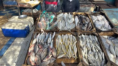 رئيس الشعبة يكشف أسباب ارتفاع أسعار الأسماك وينصح بتخزين بعض الأنواع